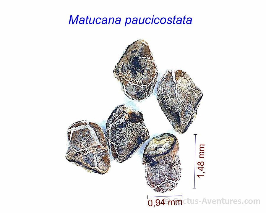 Matucana paucicostata